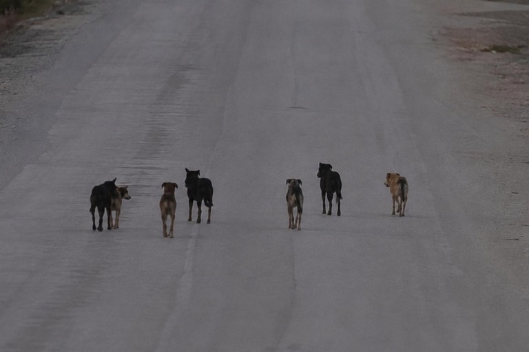 Cani randagi in branco, cresce l’allarme a Terlizzi