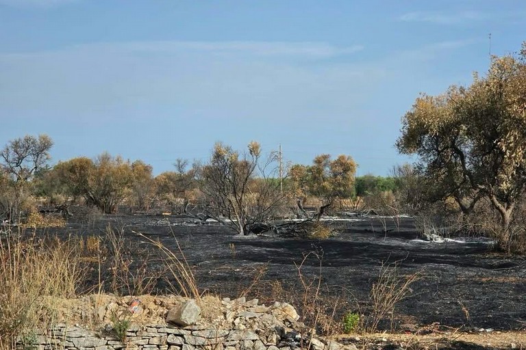 L’appello di Puliamo Terlizzi. <span>Foto Paolo Alberto Malerba</span>