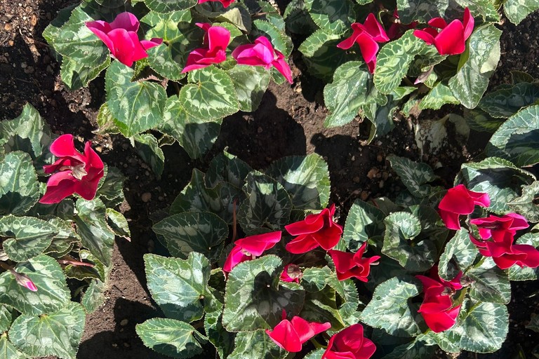 “Vicoli in Fiore”. <span>Foto Paolo Alberto Malerba</span>
